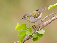 A2Z3439c  Tennessee Warbler (Oreothlypis peregrina)